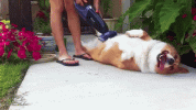 RubMyBelly.gif