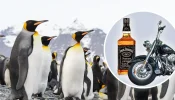 Pinguine-Zoelle-.webp
