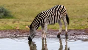 Zebra-Epstein-Akten.webp
